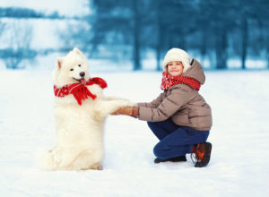 Christmas winter and people concept - happy teenager boy playing with white Samoyed dog outdoors in the park on a winter day positive dog gives paw owner