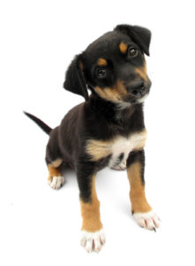 Dog puppy isolated on white background